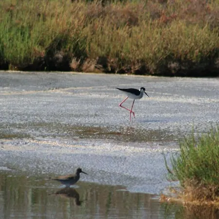 Campsite Camping Torrenostra *